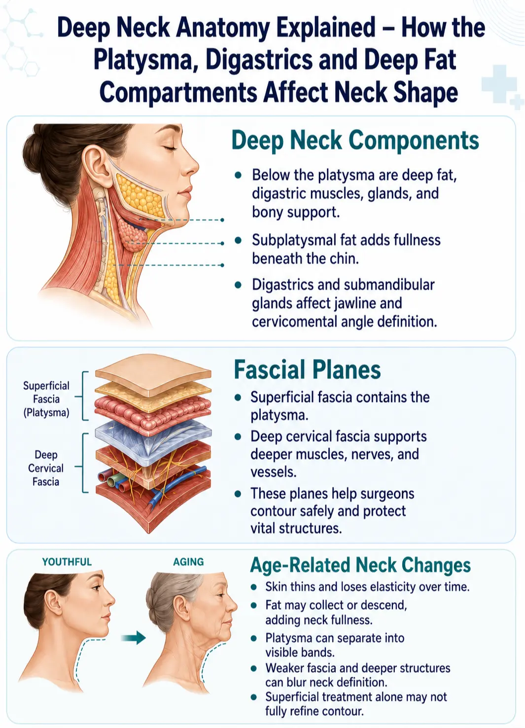 Deep neck anatomy explained infographic image by Dr Kernohan